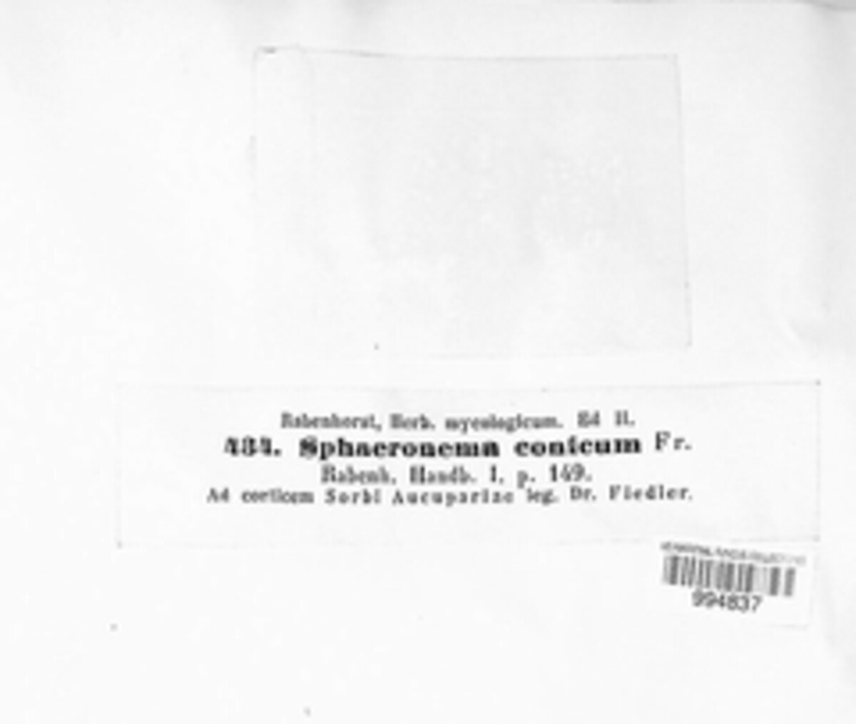 Sphaeronaema conicum image